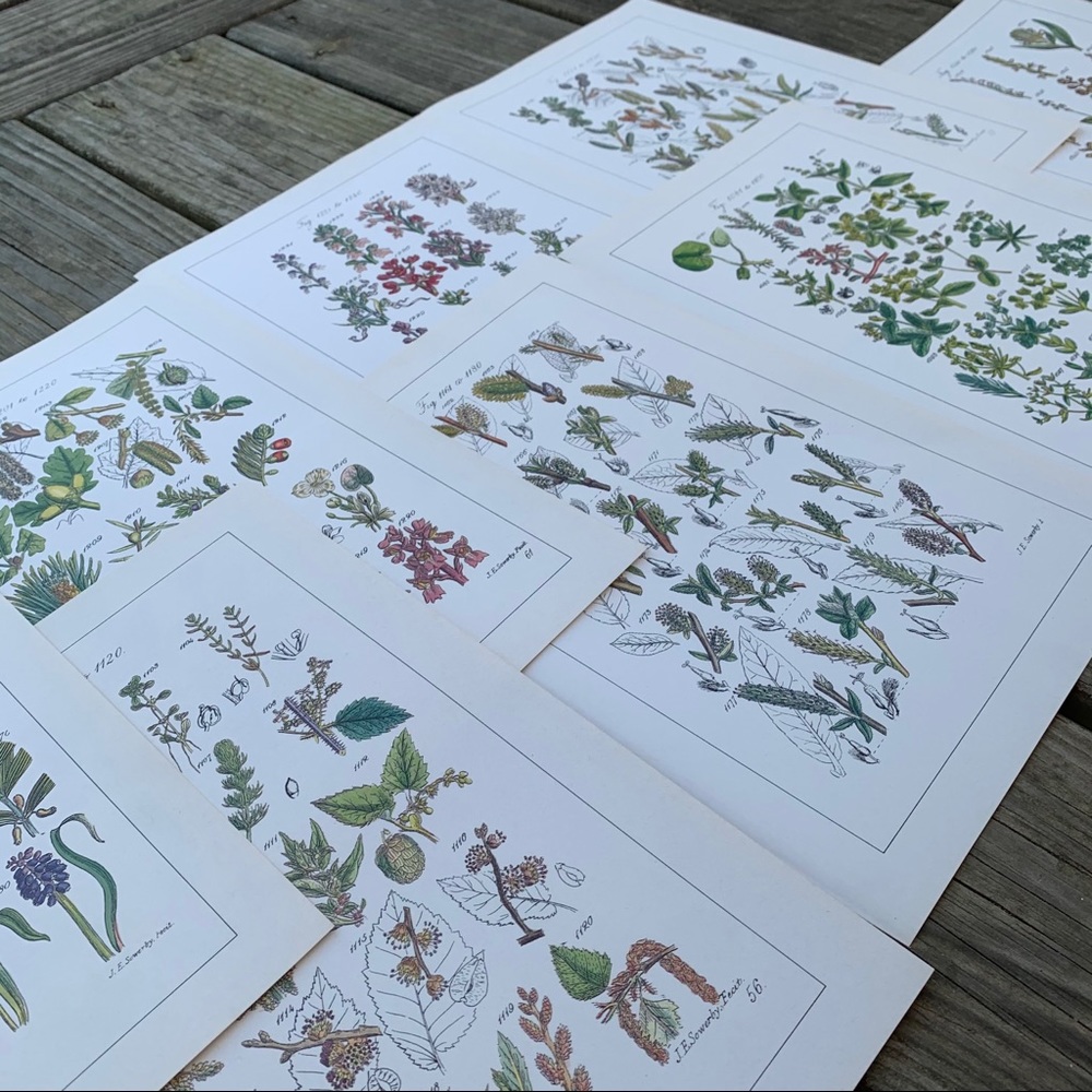 Vintage floral prints set of 8 - Picture 7 of 7